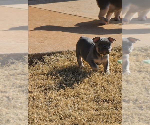 Medium Photo #5 French Bulldog Puppy For Sale in EDMOND, OK, USA