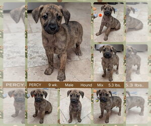Mutt Dogs for adoption in Mesa, AZ, USA