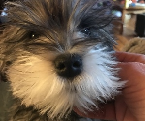 Schnauzer (Miniature) Puppy for sale in HARMAN, WV, USA