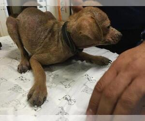 Chihuahua-Unknown Mix Dogs for adoption in Riverside, CA, USA