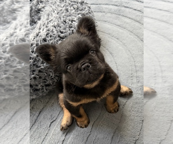 Medium Photo #2 French Bulldog Puppy For Sale in TAMPA, FL, USA