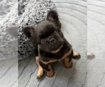 Small #1 French Bulldog