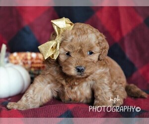 Cockapoo Puppy for sale in LIBERTY, KY, USA