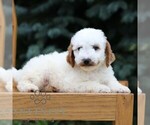 Small #1 Goldendoodle (Miniature)