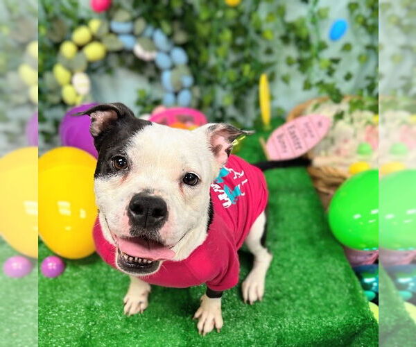 Medium Photo #3 Staffordshire Bull Terrier-Unknown Mix Puppy For Sale in Bryant, AR, USA