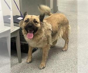 Norwegian Elkhound-Unknown Mix Dogs for adoption in Pasadena, TX, USA