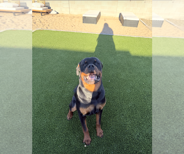 Medium Photo #4 Rottweiler Puppy For Sale in Gilbert, AZ, USA