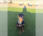 Small #3 Rottweiler