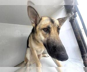 German Shepherd Dog Dogs for adoption in Houston, TX, USA