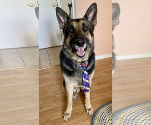 German Shepherd Dog-Unknown Mix Dogs for adoption in Aurora, CO, USA