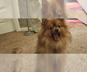 Father of the Pomeranian puppies born on 01/25/2025