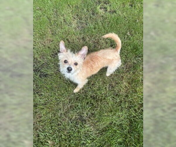Medium Photo #4 Mutt Puppy For Sale in Plainfield, IL, USA