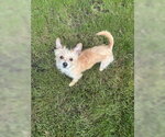 Small #3 Mutt