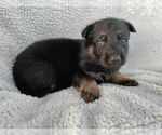 Small Photo #9 German Shepherd Dog Puppy For Sale in DALLAS, NC, USA