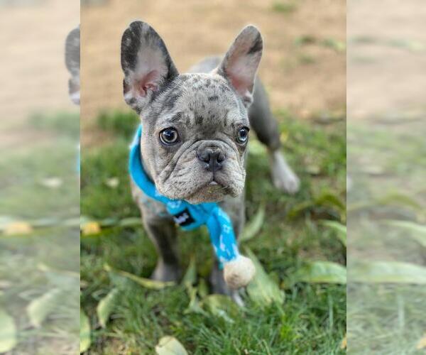 Medium Photo #2 French Bulldog Puppy For Sale in SACRAMENTO, CA, USA