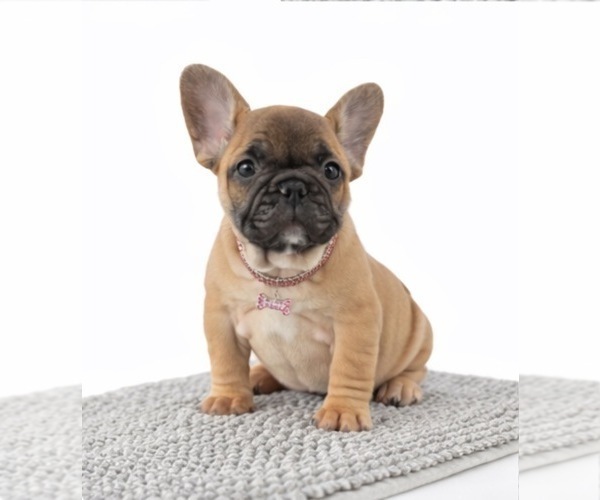 Medium Photo #2 American Bull Dogue De Bordeaux Puppy For Sale in CORAL SPRINGS, FL, USA