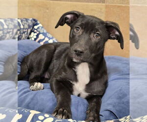 German Shepherd Dog-Unknown Mix Dogs for adoption in Lakewood, CO, USA