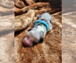 Small Photo #131 Sheepadoodle Puppy For Sale in LEHI, UT, USA