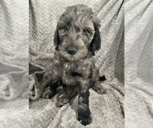 Medium Photo #9 Goldendoodle Puppy For Sale in CENTURIA, WI, USA