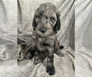 Medium Goldendoodle