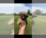 Image preview for Ad Listing. Nickname: AKC Stevo