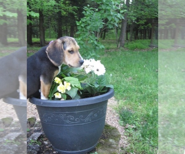 Medium Photo #3 Beagle Puppy For Sale in PINE GROVE, PA, USA