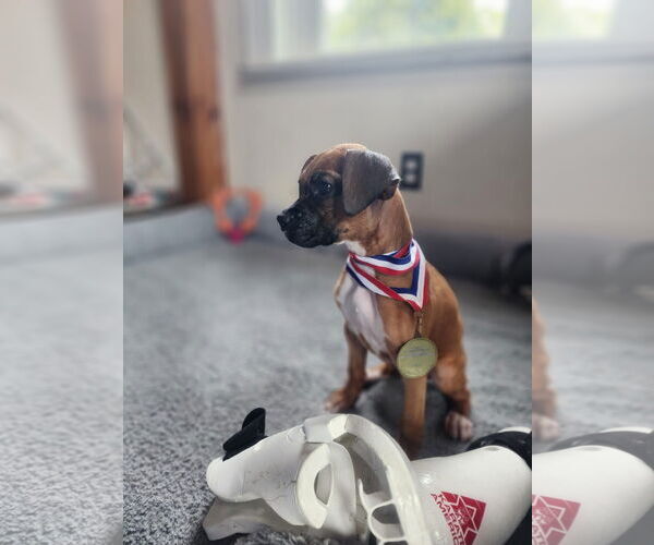 Medium Photo #4 Boxer-Unknown Mix Puppy For Sale in New London, WI, USA