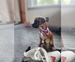 Small #3 Boxer Mix