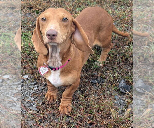 Medium Photo #1 Dachshund Puppy For Sale in Shelbyville, TN, USA
