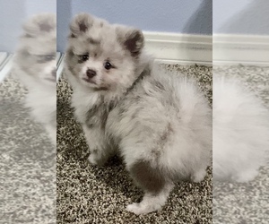 Pomeranian Puppy for sale in PASO ROBLES, CA, USA
