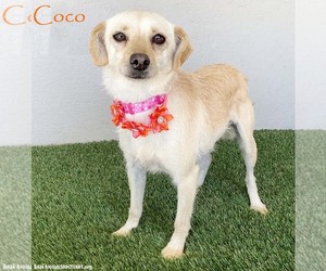 Mutt Dogs for adoption in San Diego, CA, USA