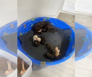 Labrador Retriever Litter for sale in COLORADO SPRINGS, CO, USA