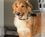 Small Photo #1  Puppy For Sale in , 