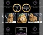 Puppy Blake F1B Goldendoodle (Miniature)