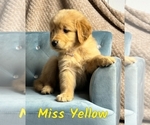 Puppy Miss Yellow Golden Retriever