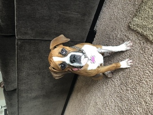 Boxer Puppy for sale in NEW BRAUNFELS, TX, USA