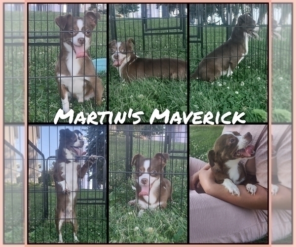 Medium Photo #1 Chihuahua Puppy For Sale in SENECA FALLS, NY, USA