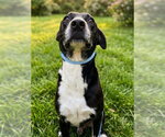 Small #1 Labrador Retriever Mix