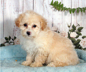 Bichpoo Puppy for sale in PENNS CREEK, PA, USA