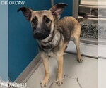 Small German Shepherd Dog