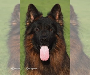 German Shepherd Dog Puppy for sale in MORRILTON, AR, USA