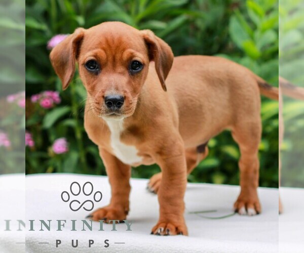 Medium Photo #2 Cavapoo (Miniature)-Jack Russell Terrier Mix Puppy For Sale in EAST EARL, PA, USA