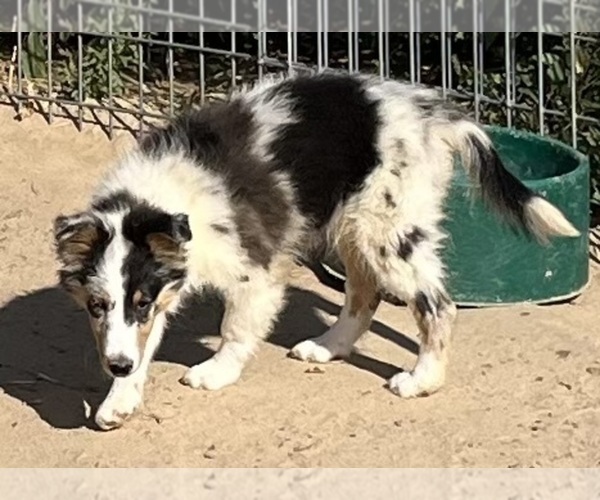 Medium Photo #23 Shetland Sheepdog Puppy For Sale in FORT MORGAN, CO, USA
