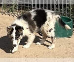 Small #22 Shetland Sheepdog