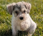 Small Photo #30 Schnoodle (Miniature) Puppy For Sale in GOSHEN, IN, USA