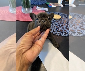 French Bulldog Puppy for sale in CHICAGO HEIGHTS, IL, USA