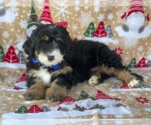 Bernedoodle (Miniature) Puppy for sale in LANCASTER, PA, USA