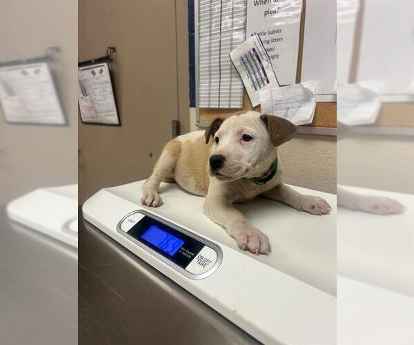 Medium Photo #1 American Pit Bull Terrier Puppy For Sale in Conroe, TX, USA