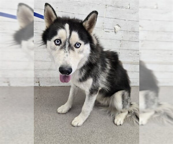 Medium Photo #1 Siberian Husky Puppy For Sale in San Bernardino, CA, USA