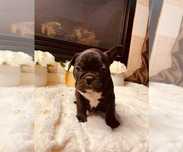 Medium Photo #4 Bulldog Puppy For Sale in SAN DIEGO, CA, USA